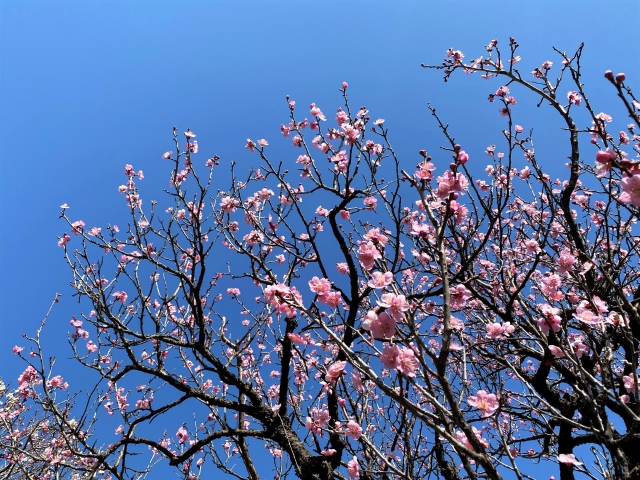 梅の花